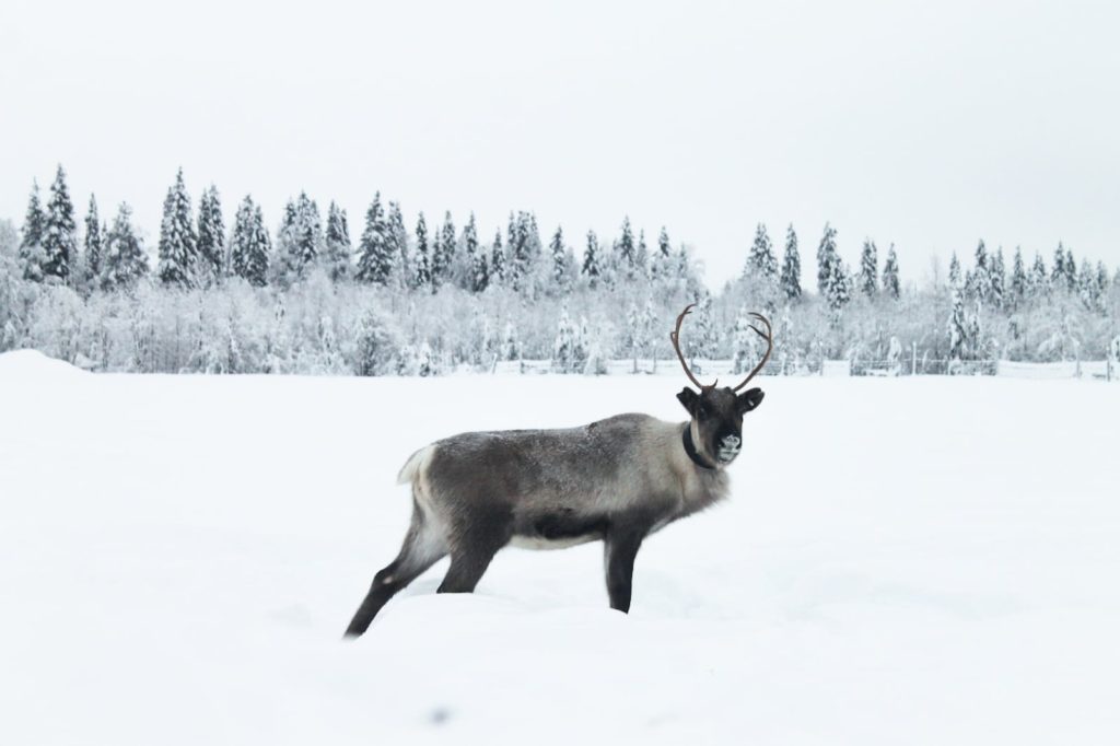 Reindeer | Lapland Emma Wouterson | www.emmawouterson.com | Flying shame