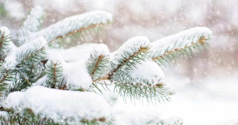 Adopt a Christmas Tree – Sustainable